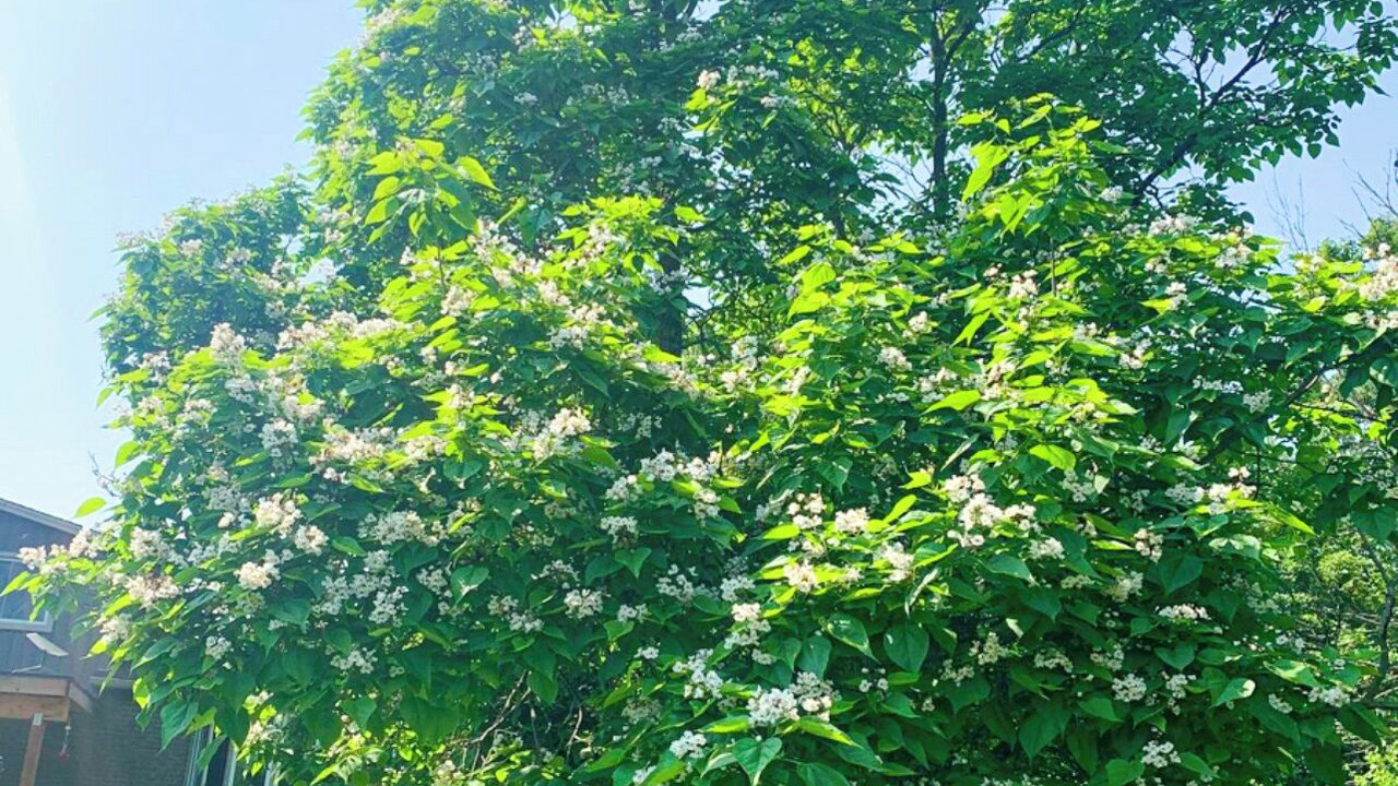 Photo of Outdoor in Pelham