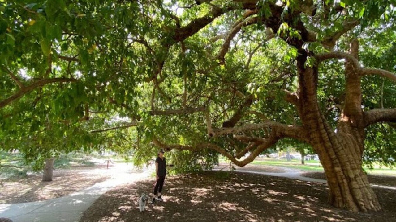 Photo of Outdoor in Elsternwick