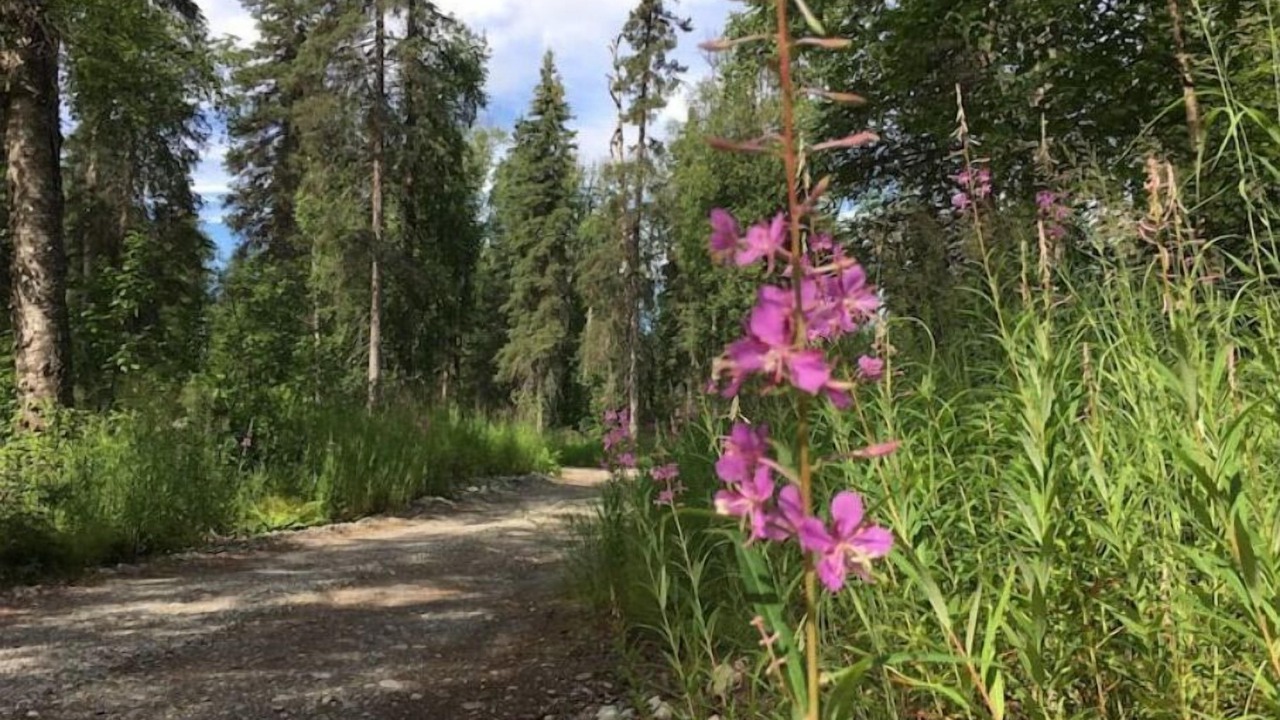 Photo of Outdoor in Susitna North