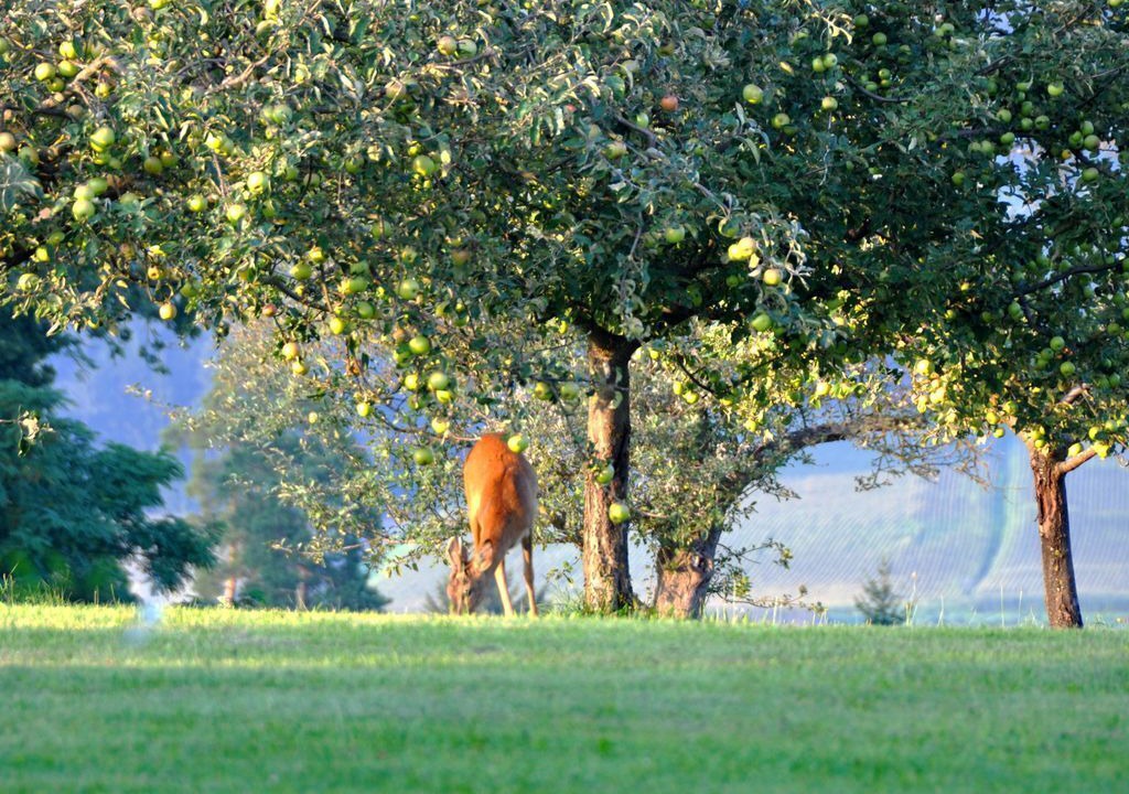 Photo of Others in Bad Waltersdorf