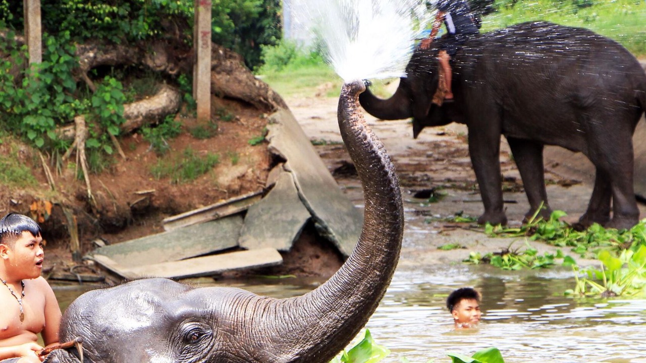 Photo of Others in Ayutthaya