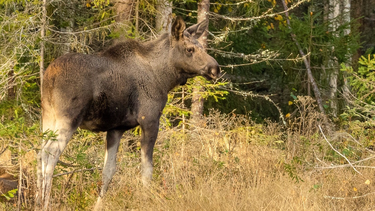 Photo of Others in Torsby