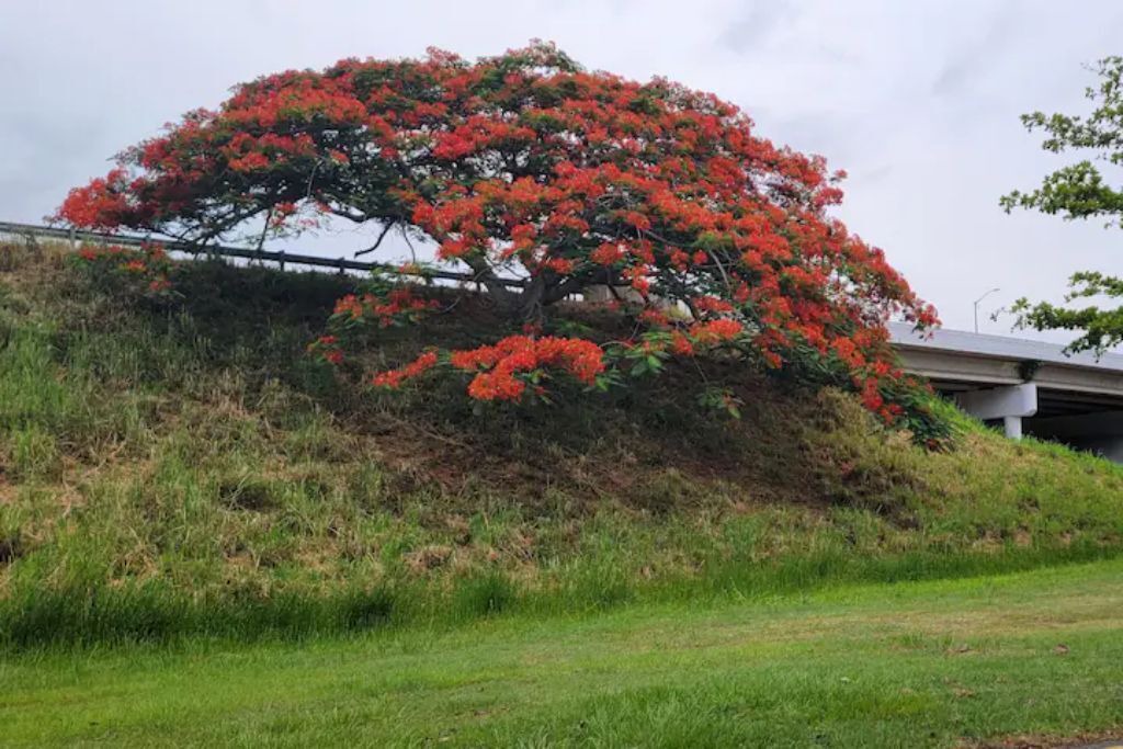 Photo of Outdoor in Playa Fortuna