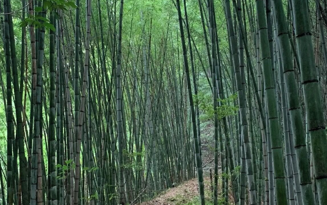 Photo of Others in Tamano