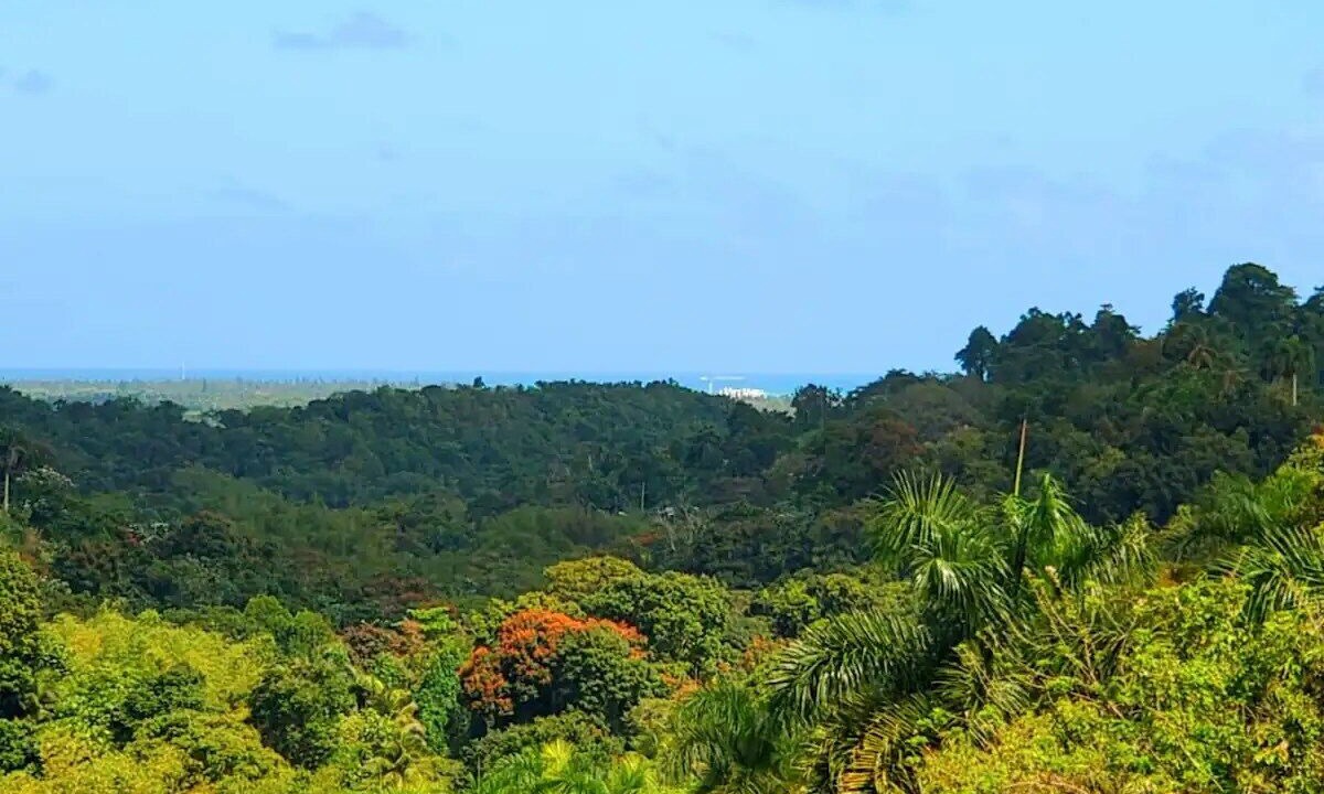 Photo of Outdoor in Zarzal