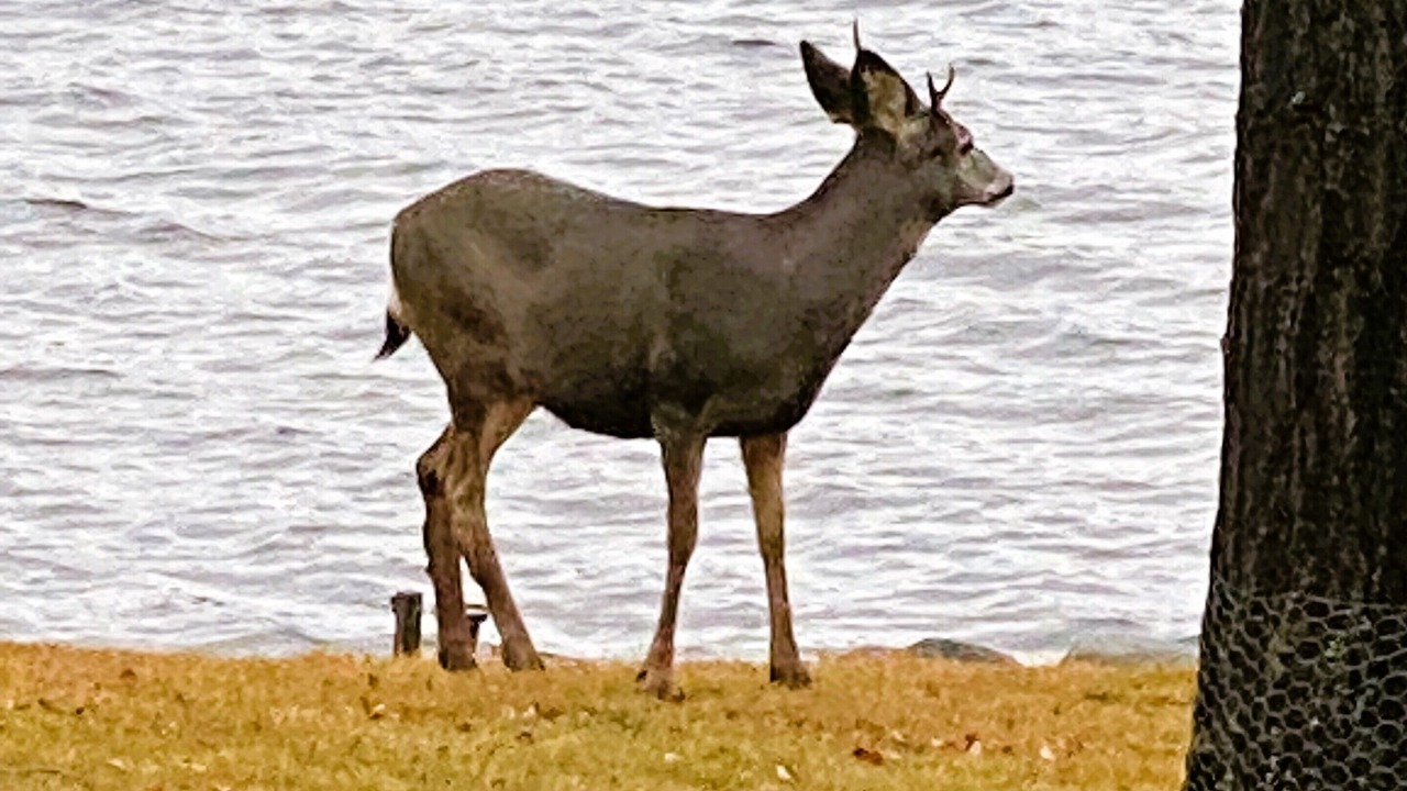 Photo of Others in Deka Lake