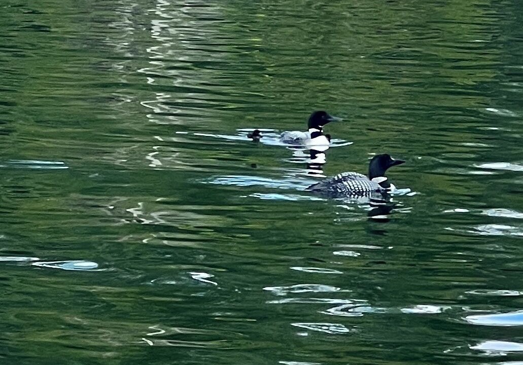 Photo of Others in Iron River