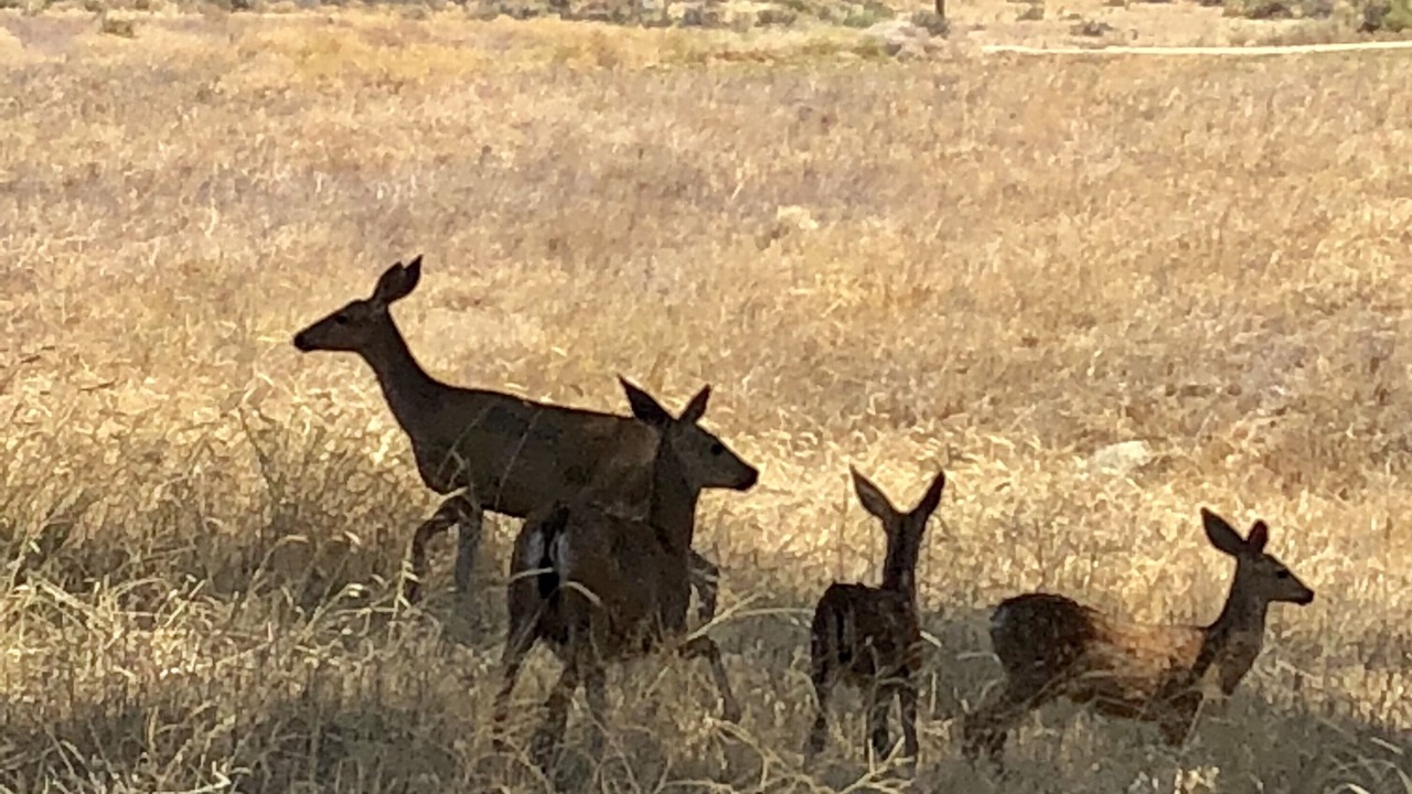 Photo of Others in Tehachapi