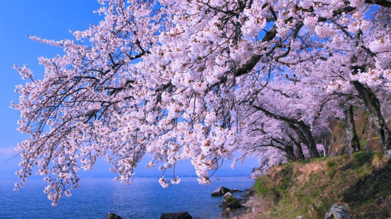 Photo of Others in Nagahama