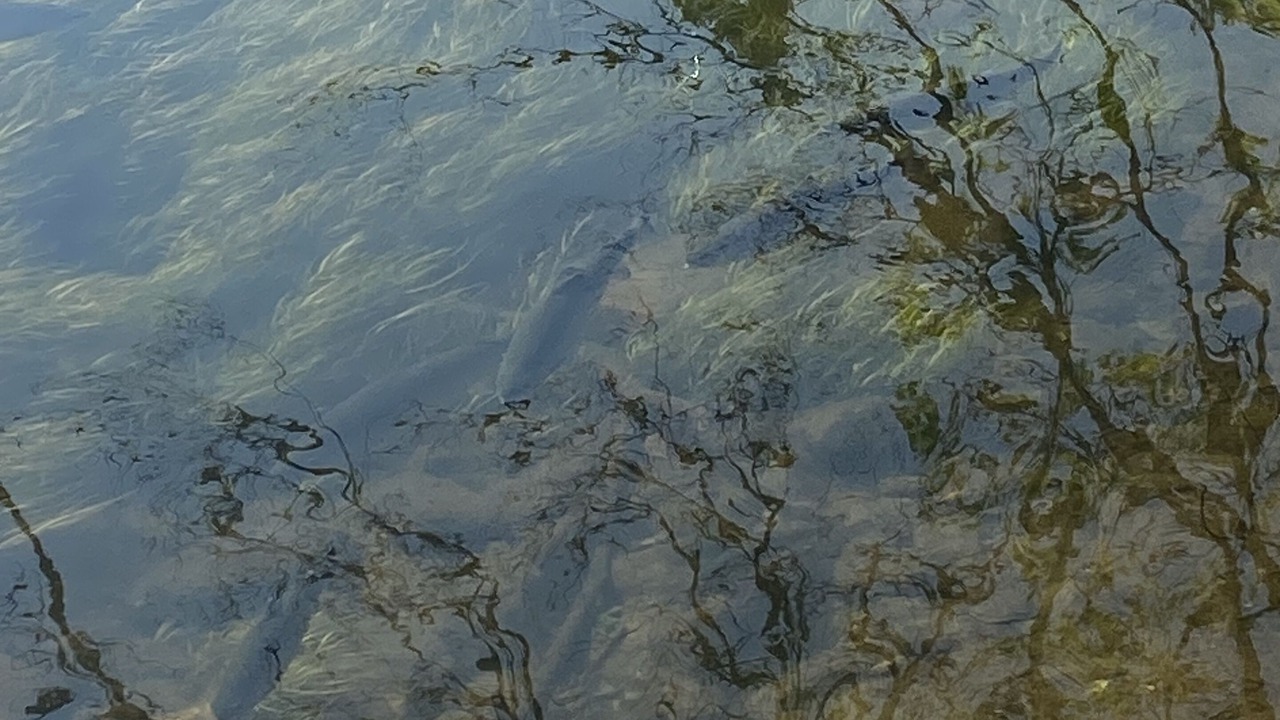 Photo of Others in Hiawassee