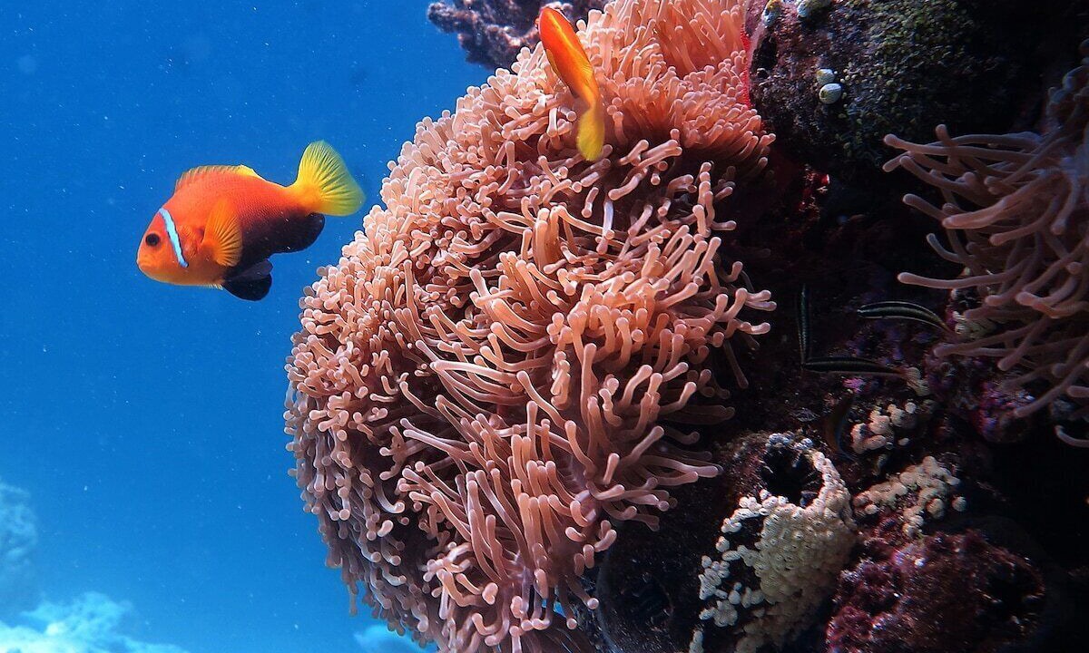 Photo of Others in Maafushi