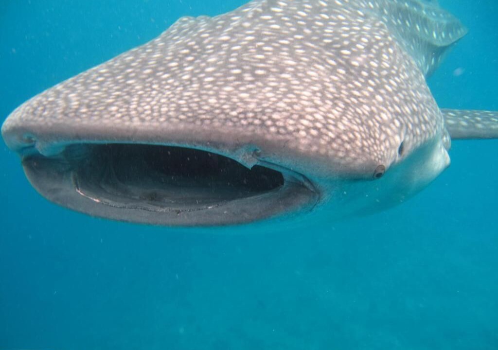 Photo of Others in Maafushi