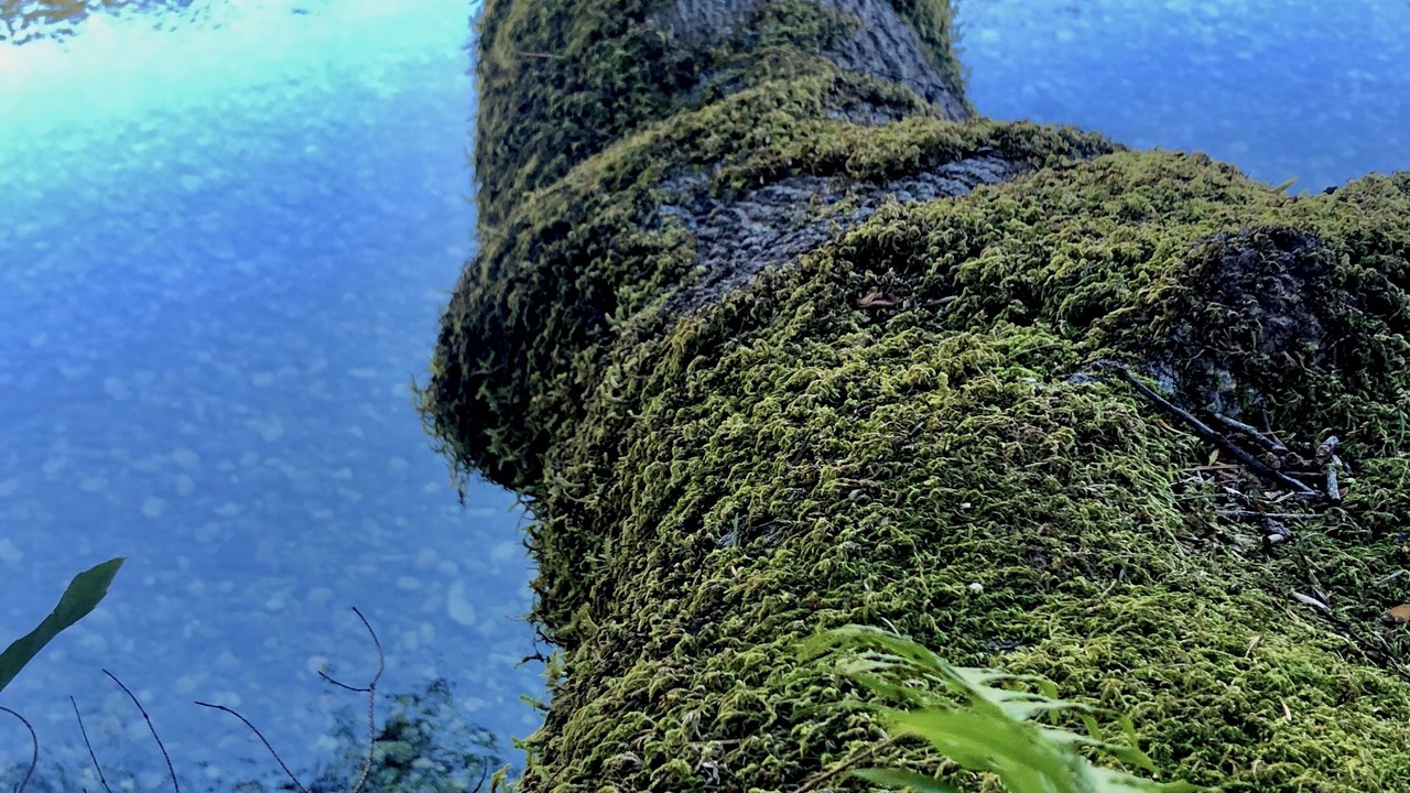 Photo of Outdoor in Port Orford