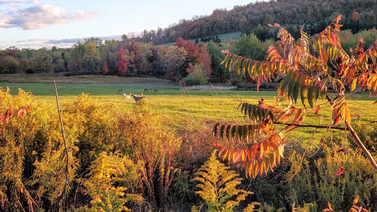 Photo of Outdoor in Dushore
