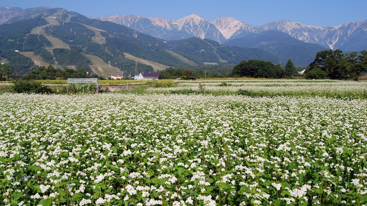 Photo of Others in Kitaazumi-gun