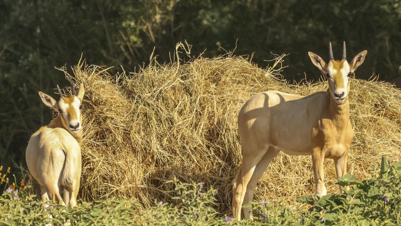 Photo of Others in Lometa