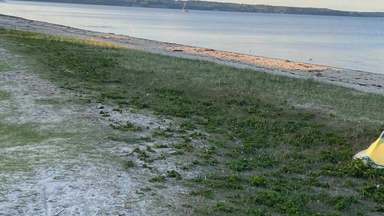 Photo of Others in Hvidbjerg Strand