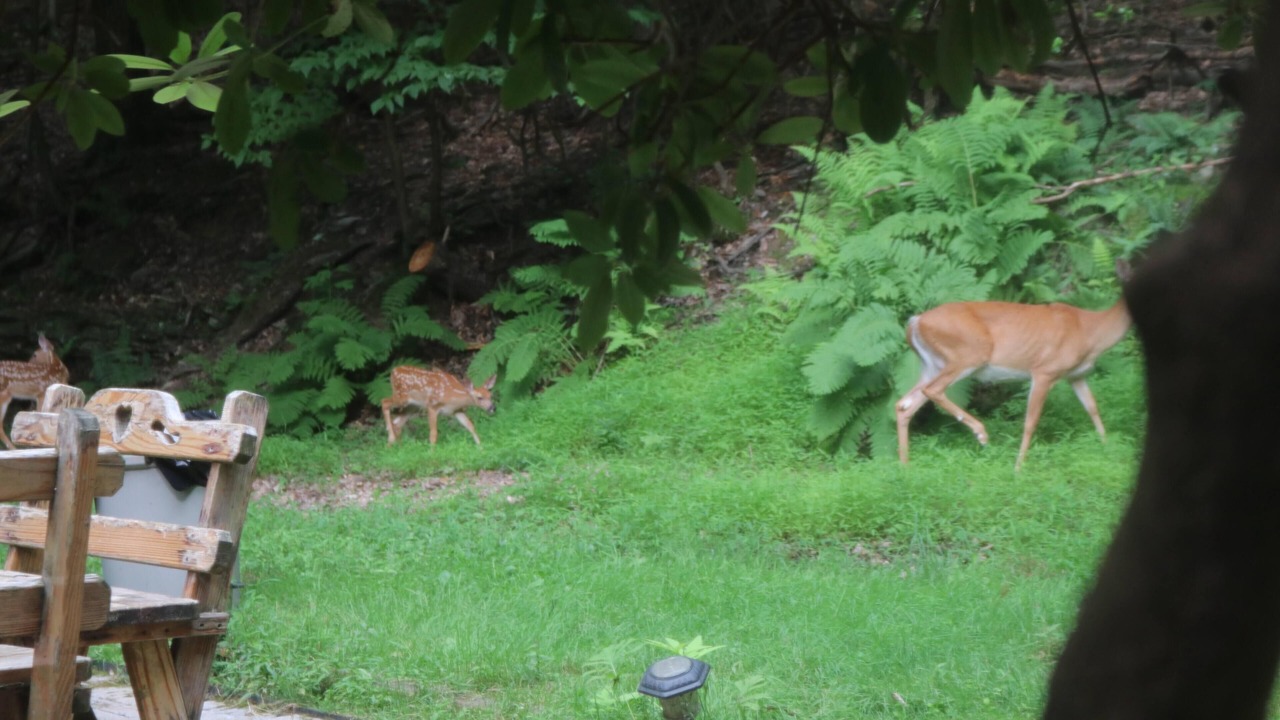 Photo of Outdoor in Shawanese