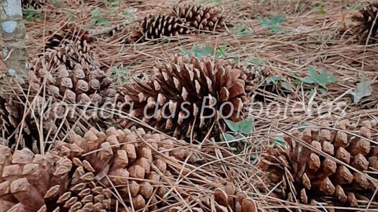 Photo of Outdoor in Ibiuna