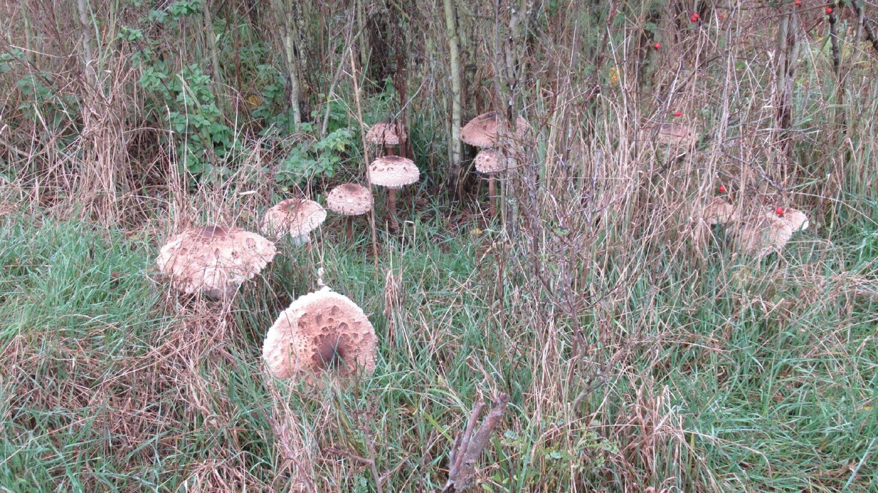 Photo of Outdoor in Oberhavel