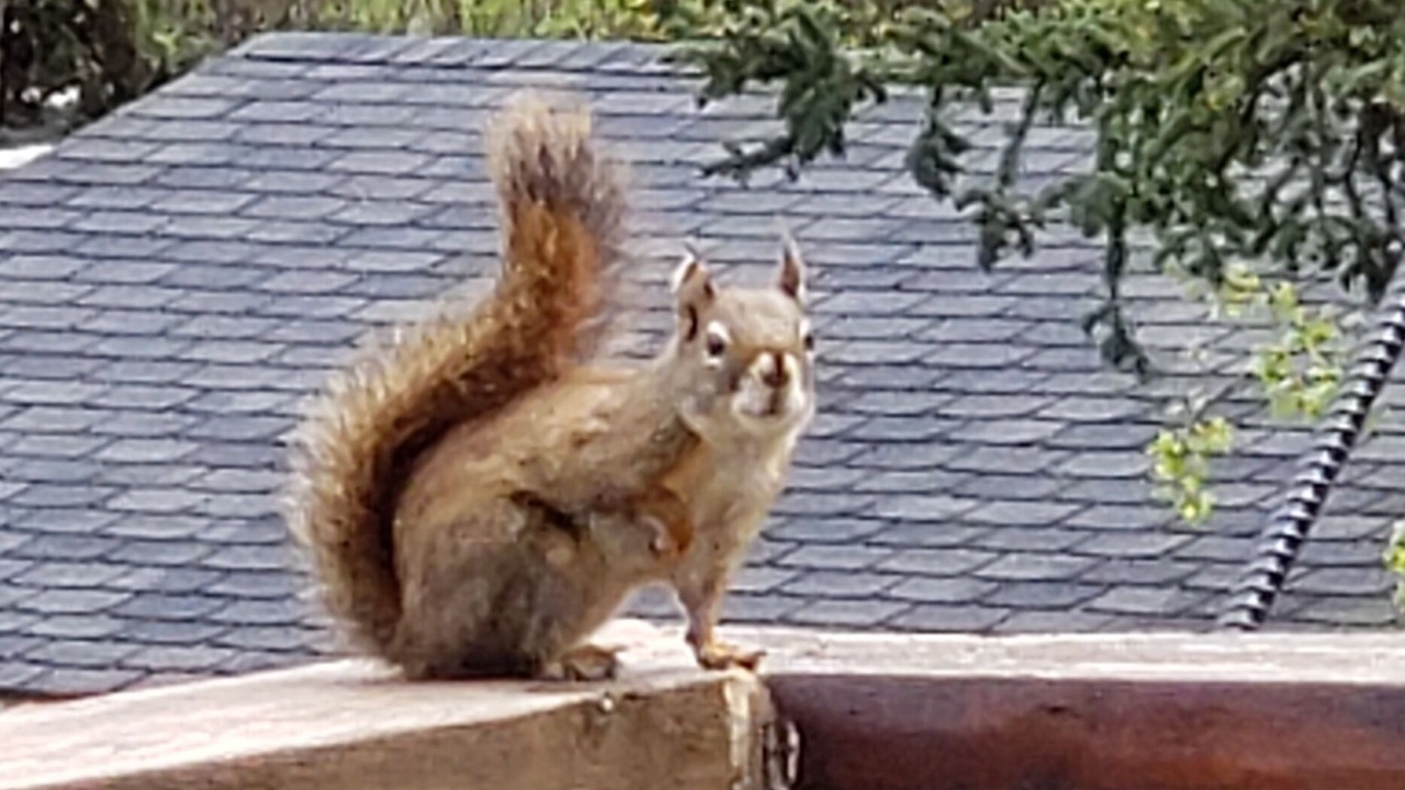 Photo of Others in Sheridan Lake