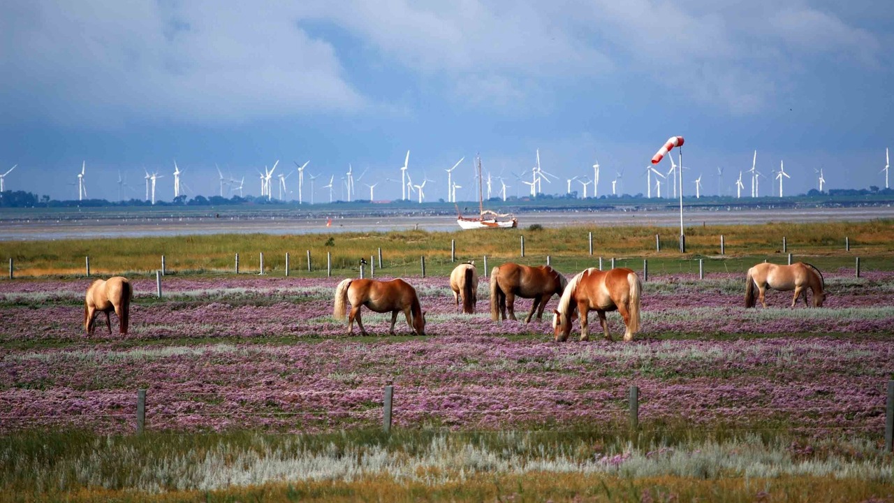 Photo of Others in Baltrum