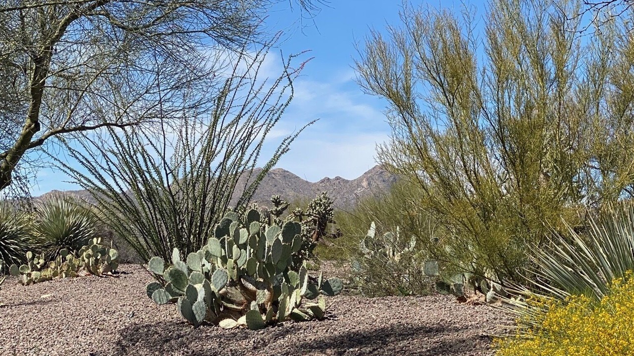 Photo of Others in Rancho Vistoso