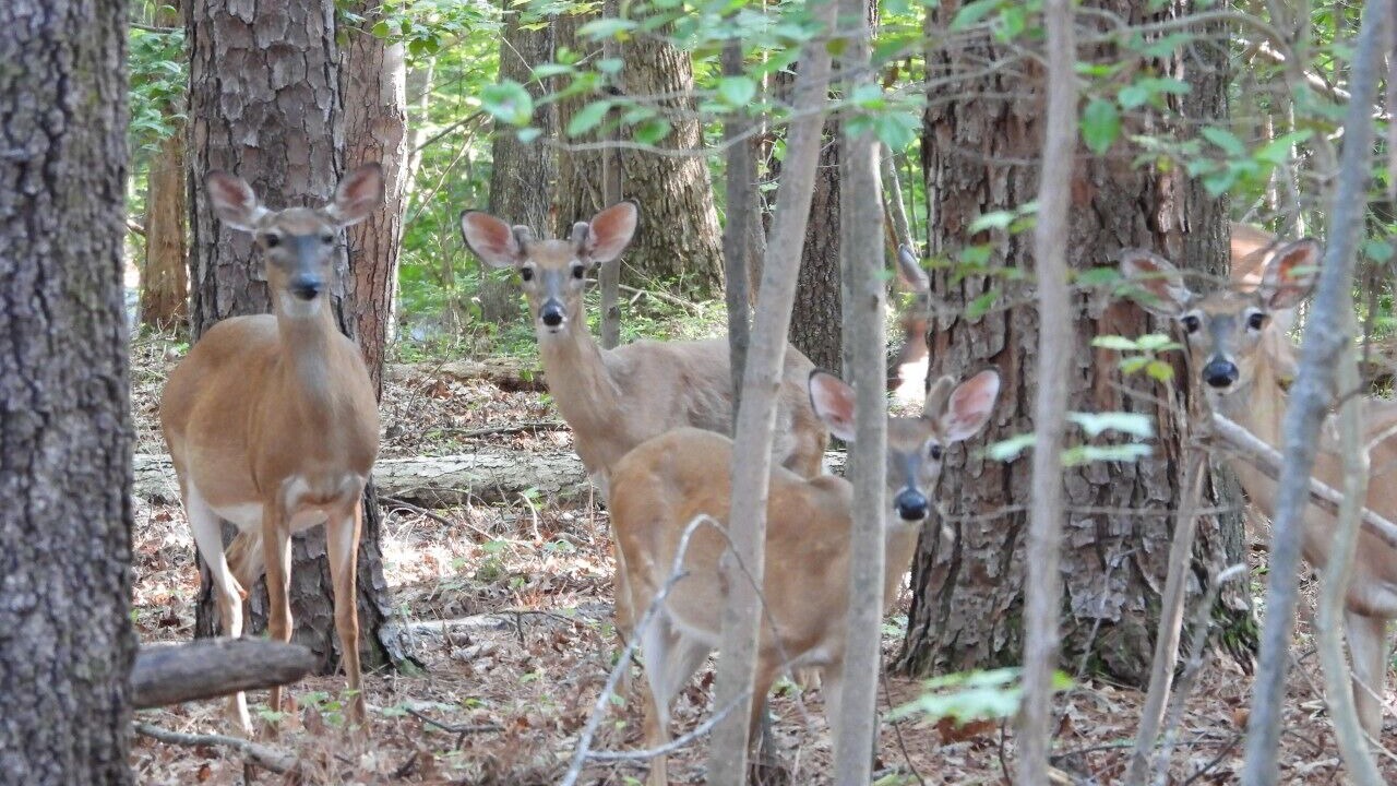 Photo of Outdoor in Merifield Acres