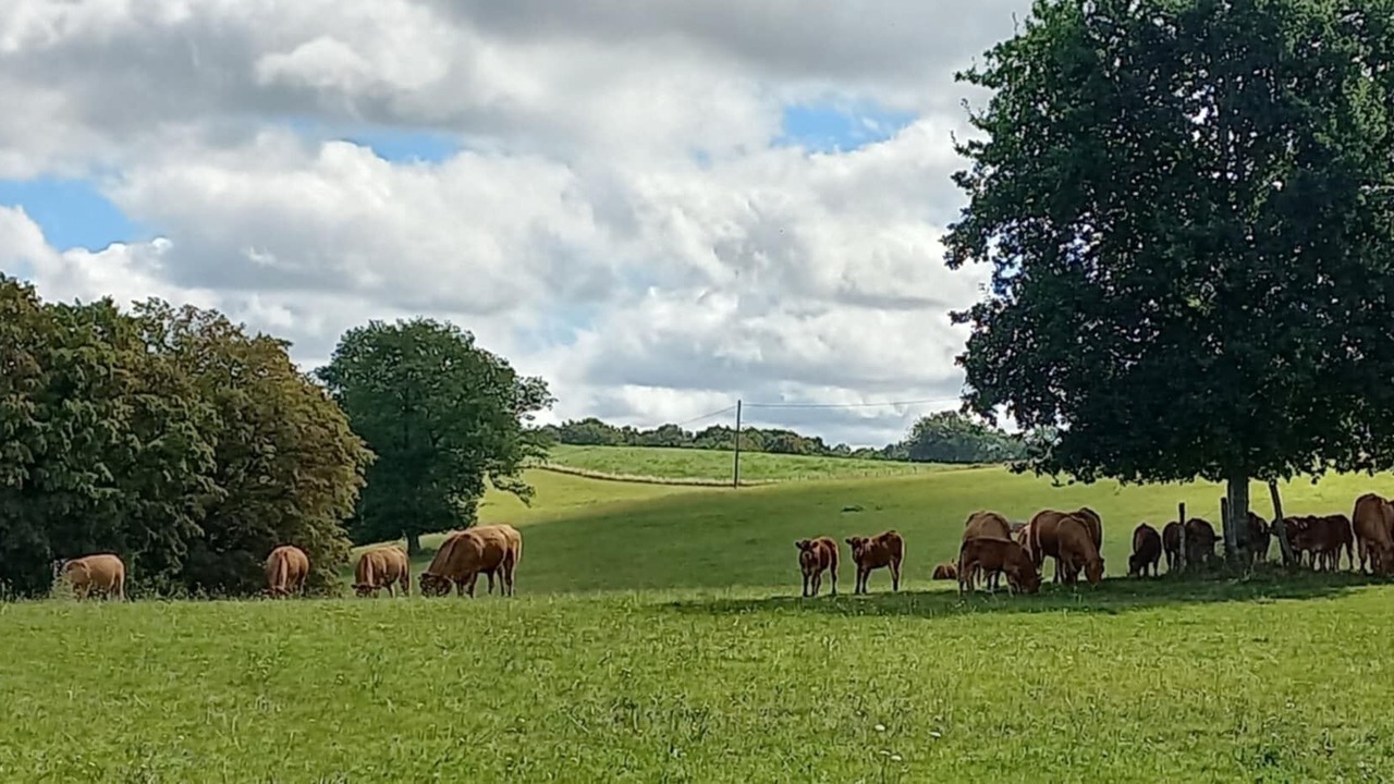 Photo of Others in Jourgnac