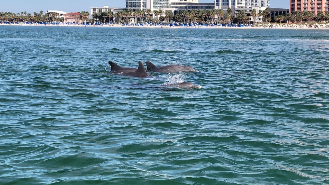 Photo of Others in Sand Key