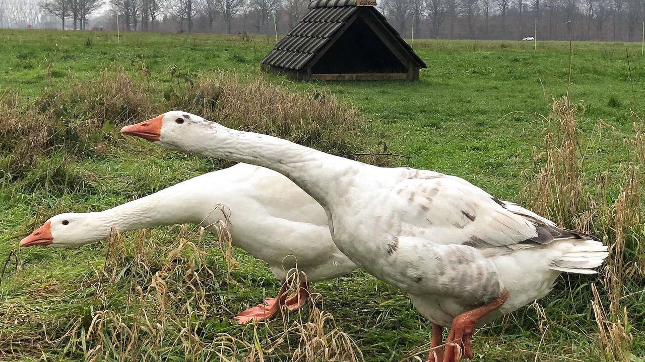 Photo of Others in Loon op Zand