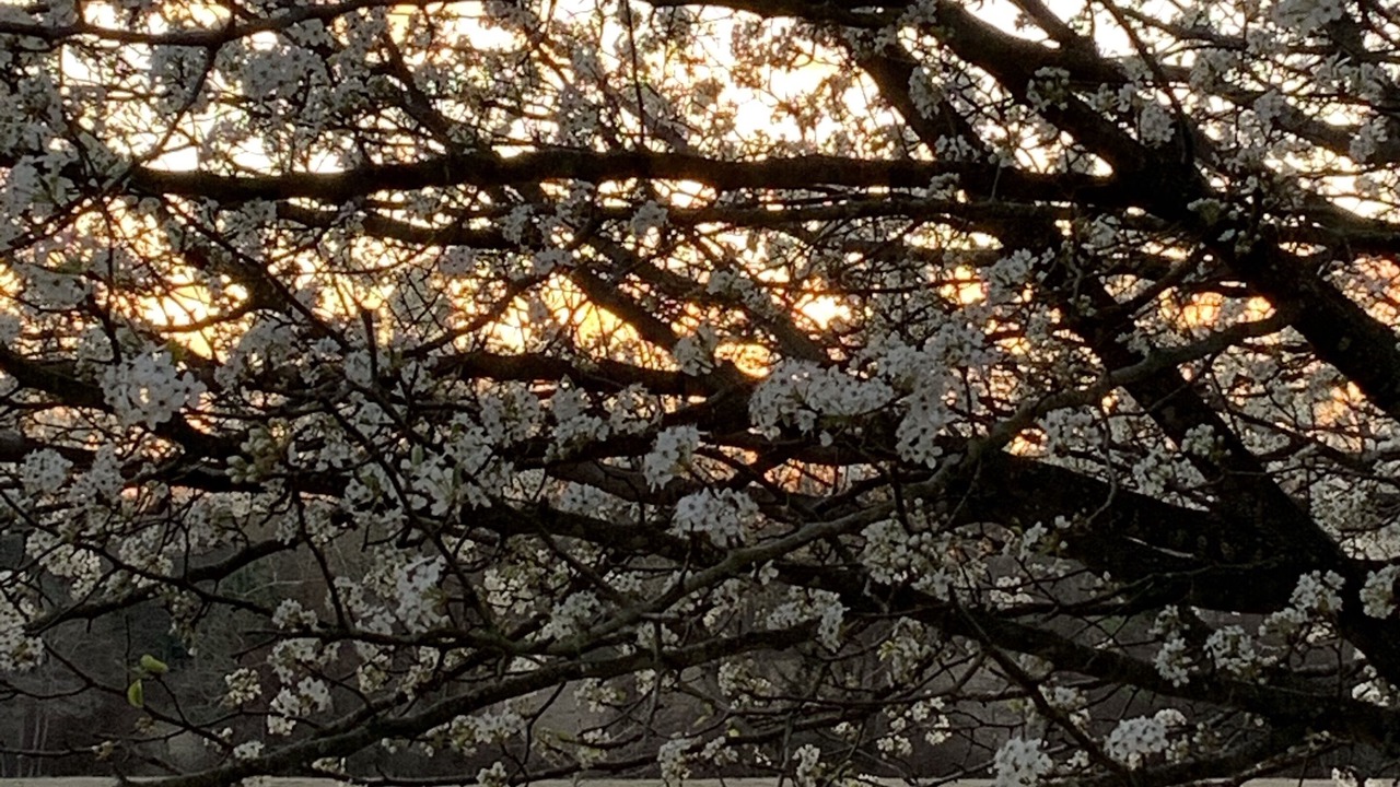 Photo of Outdoor in Golden