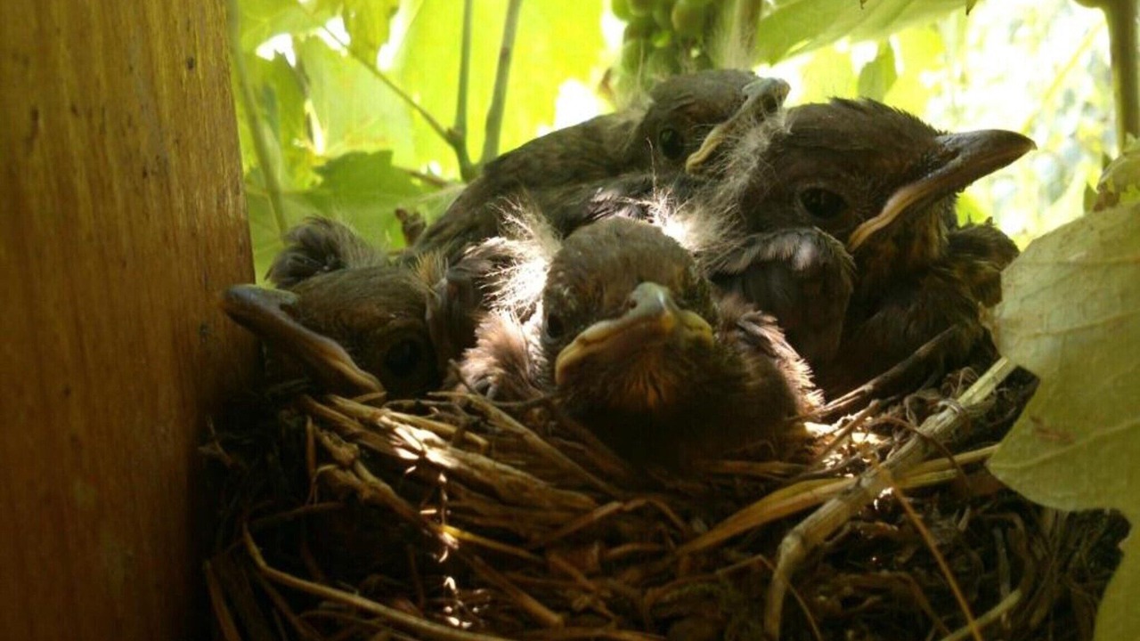 Photo of Others in Zsira