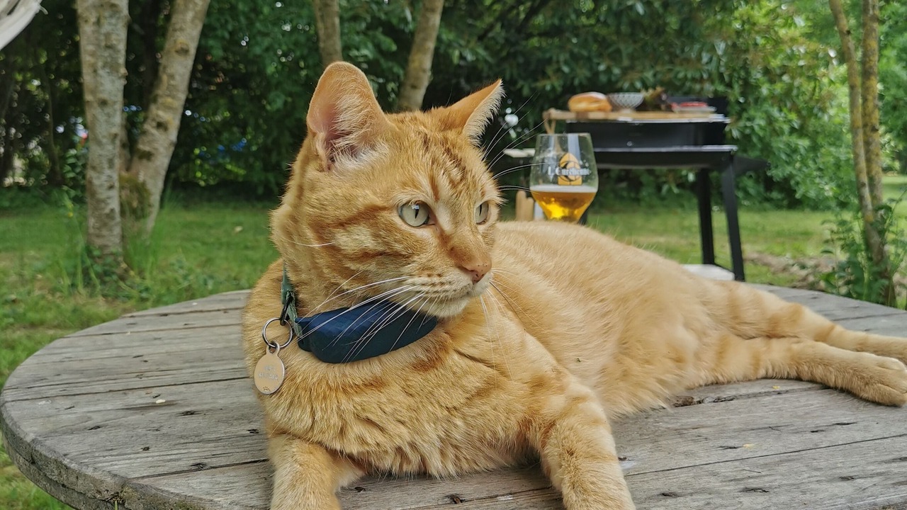 Photo of Outdoor in Saint-Arnoult-des-Bois