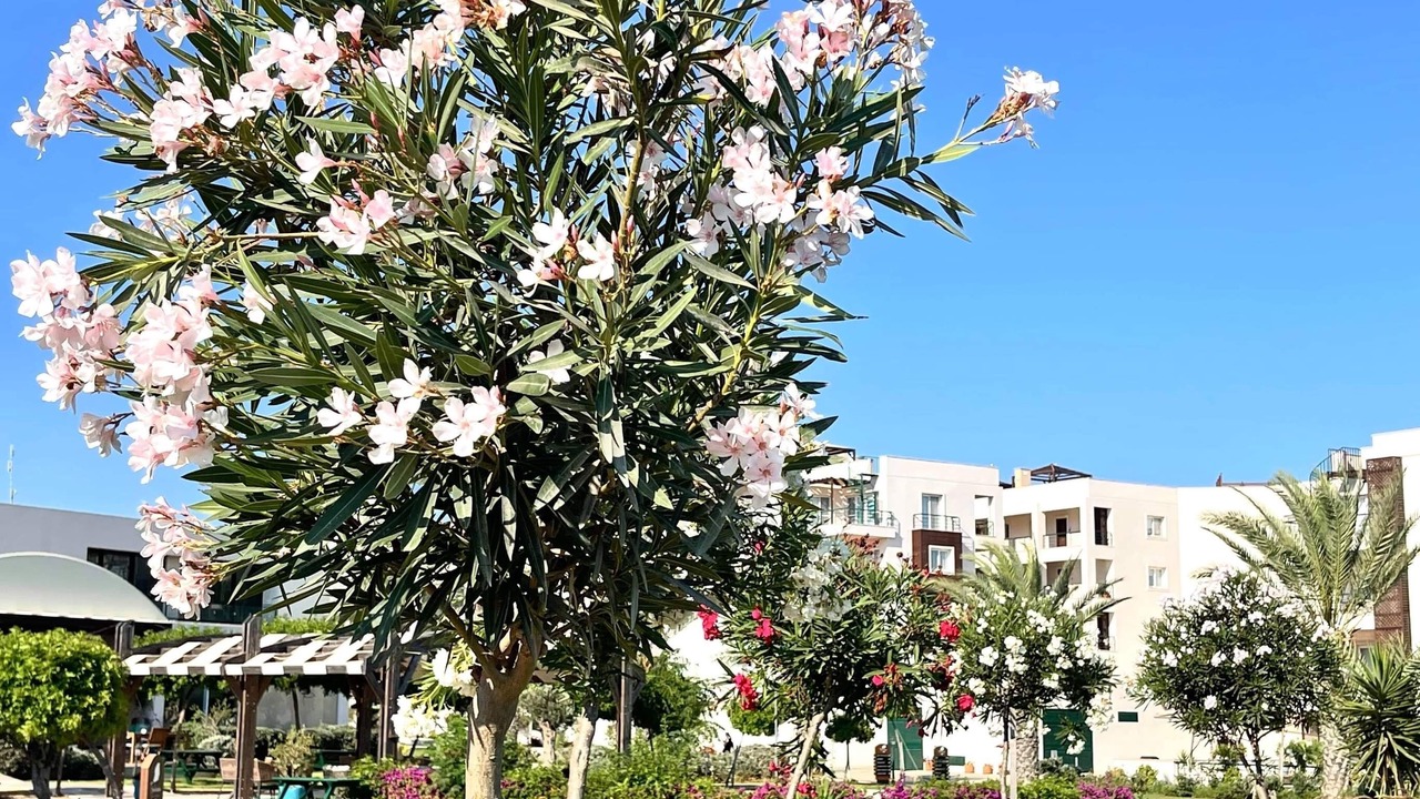 Photo of Outdoor in Bafra