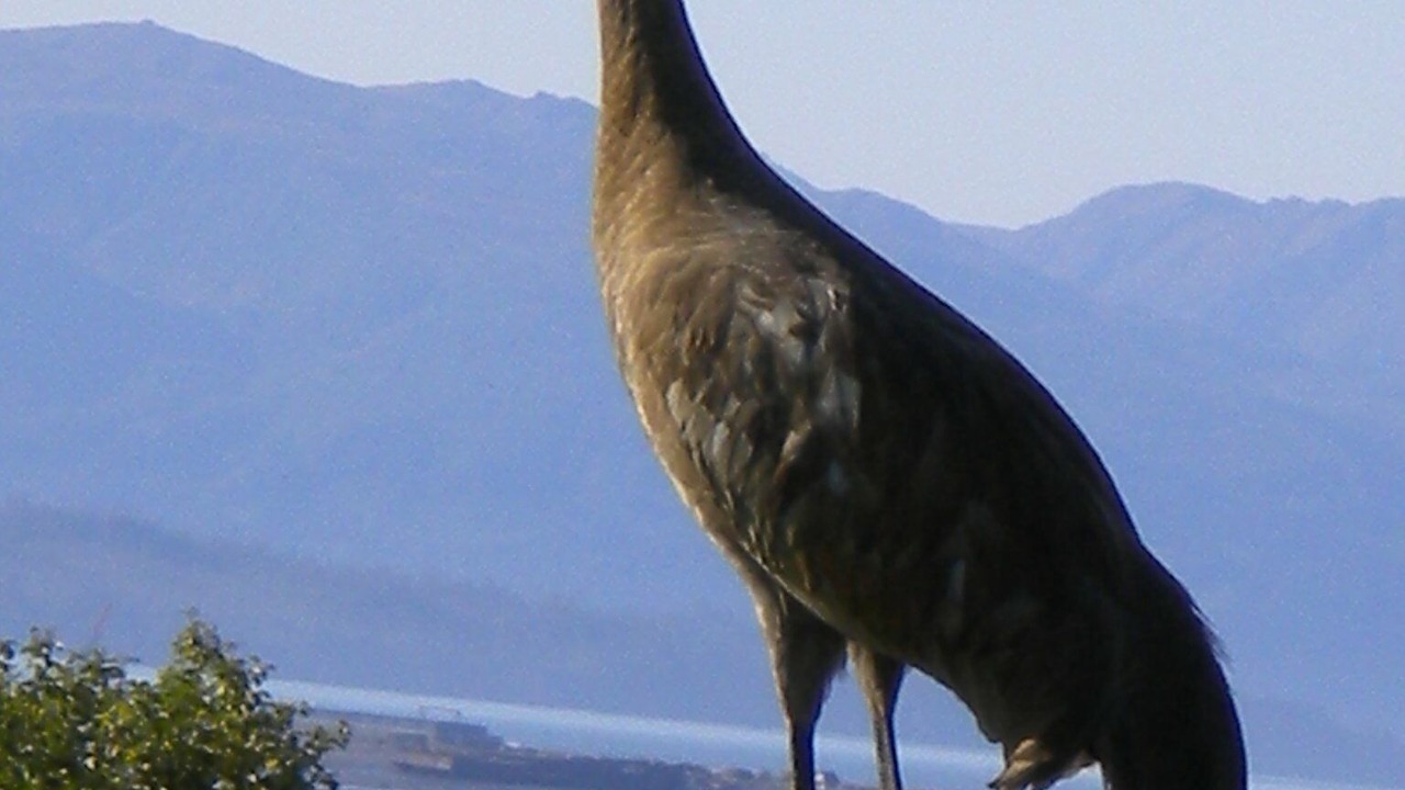 Photo of Others in Kachemak