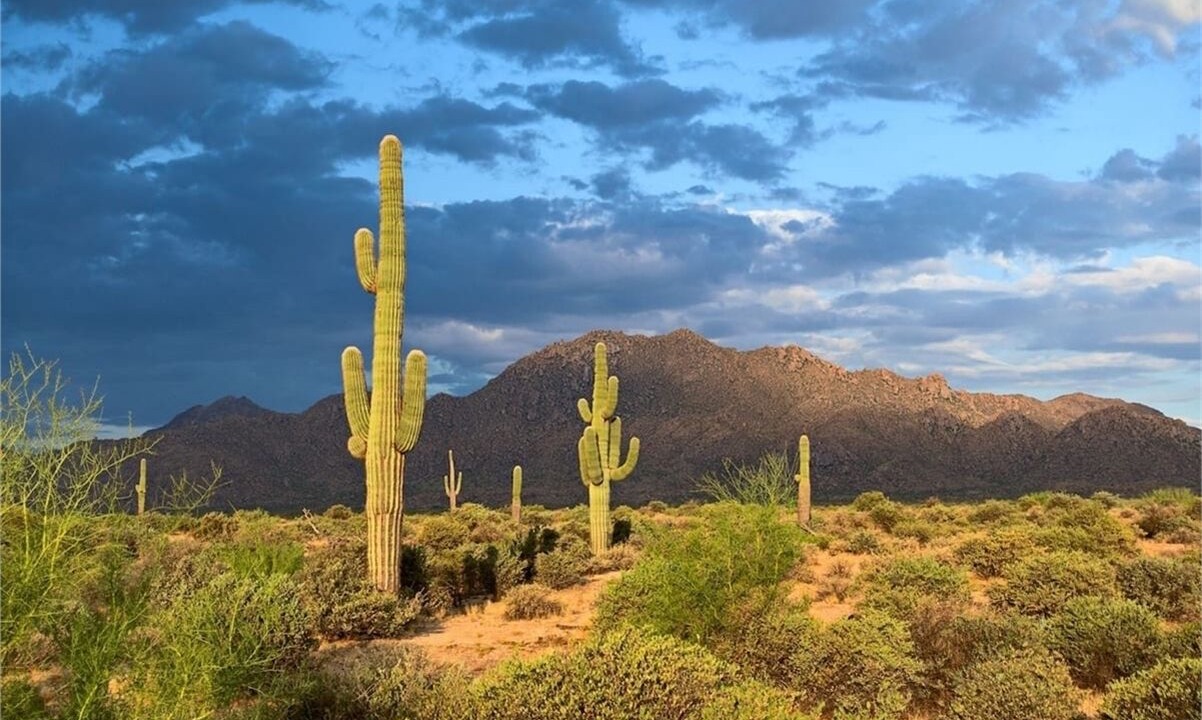 Photo of Others in North Scottsdale