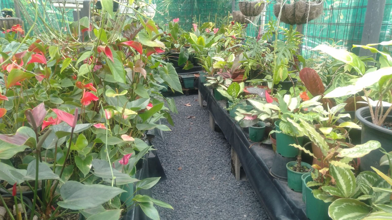 Photo of Outdoor in Arorangi