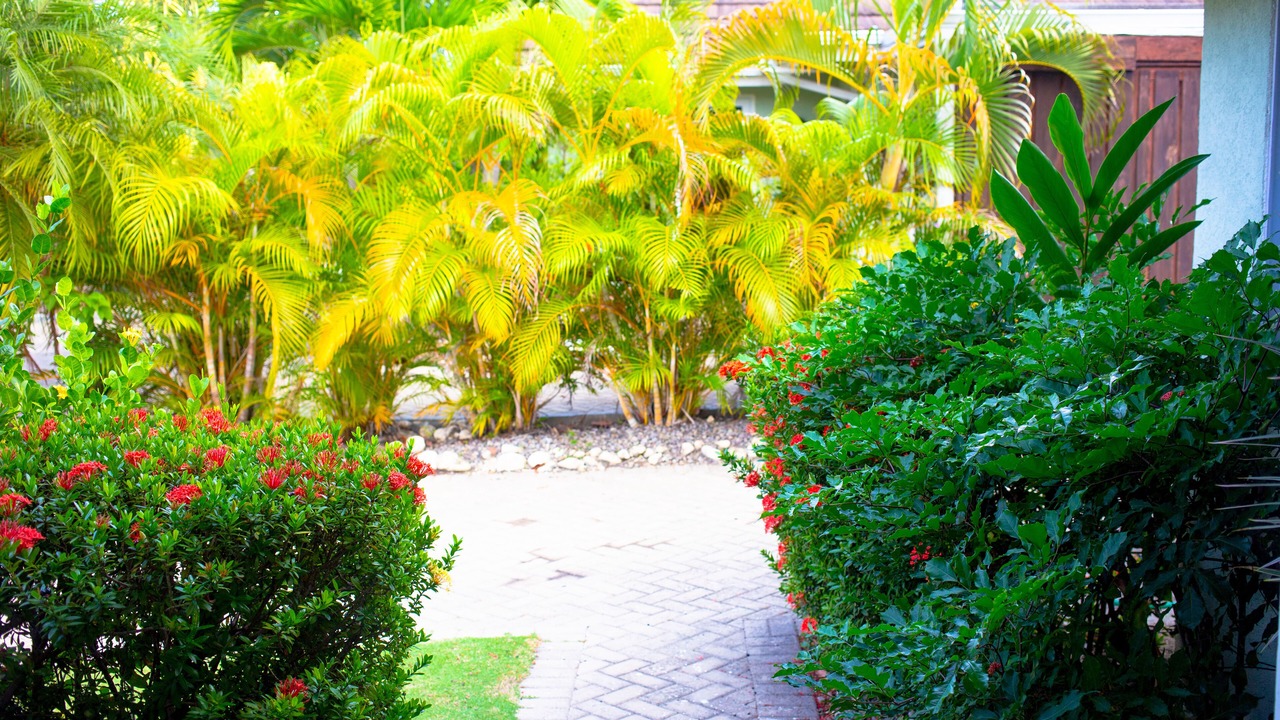 Photo of Outdoor in St. Ann's Bay