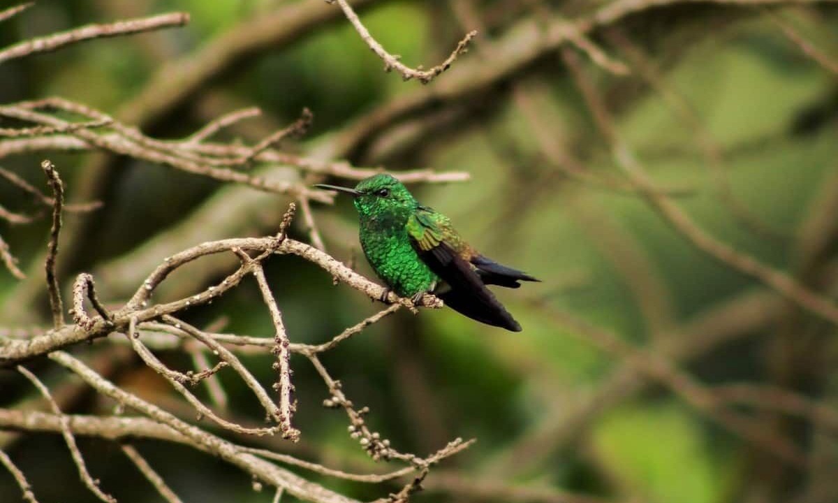 Photo of Outdoor in Poas Volcano National Park