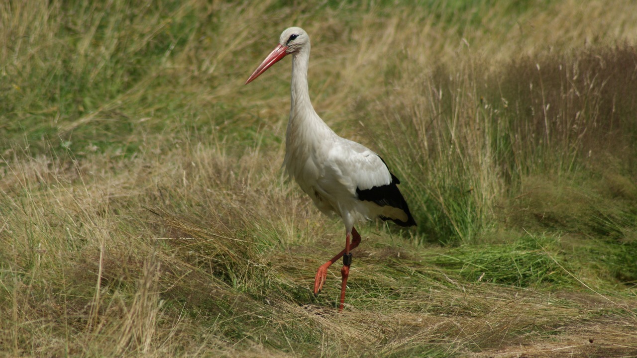 Photo of Others in Dingden