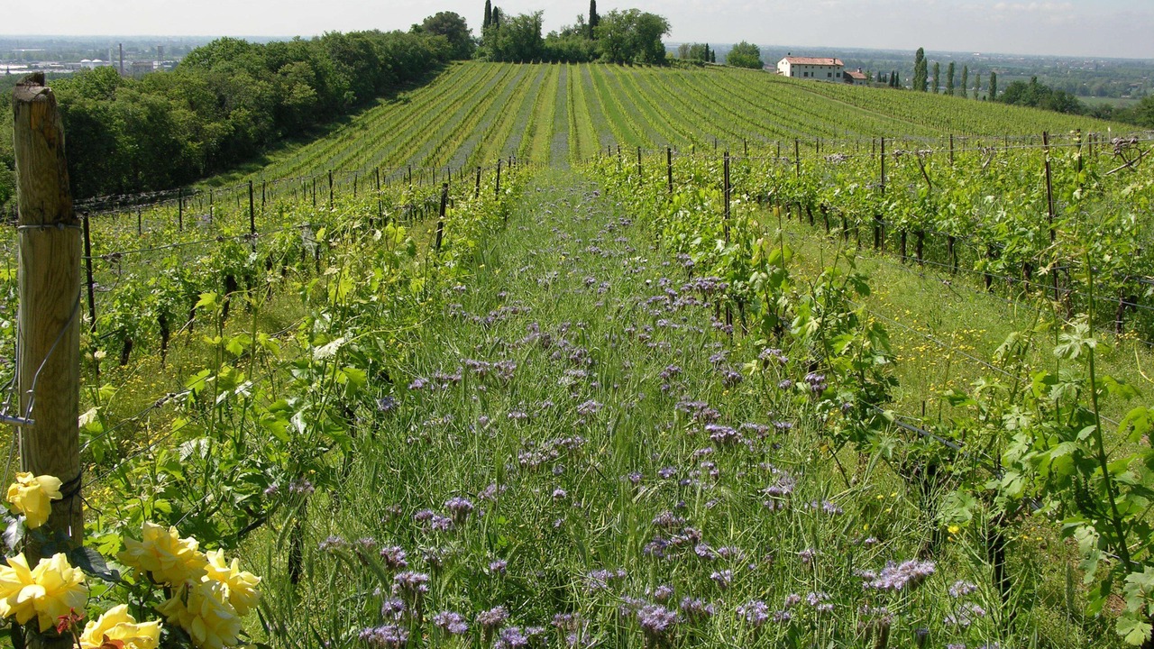 Photo of Outdoor in San Martino Buon Albergo