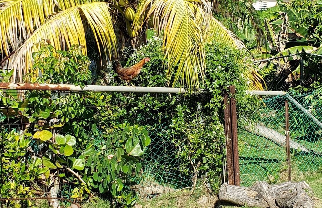 Photo of Outdoor in Esperanza