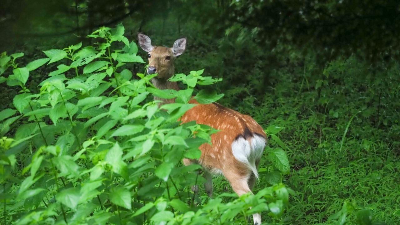 Photo of Outdoor in Karuizawa