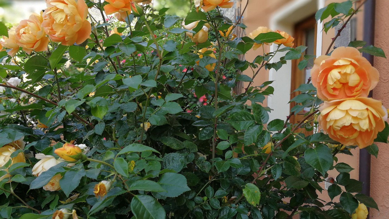 Photo of Outdoor in Nogarolo