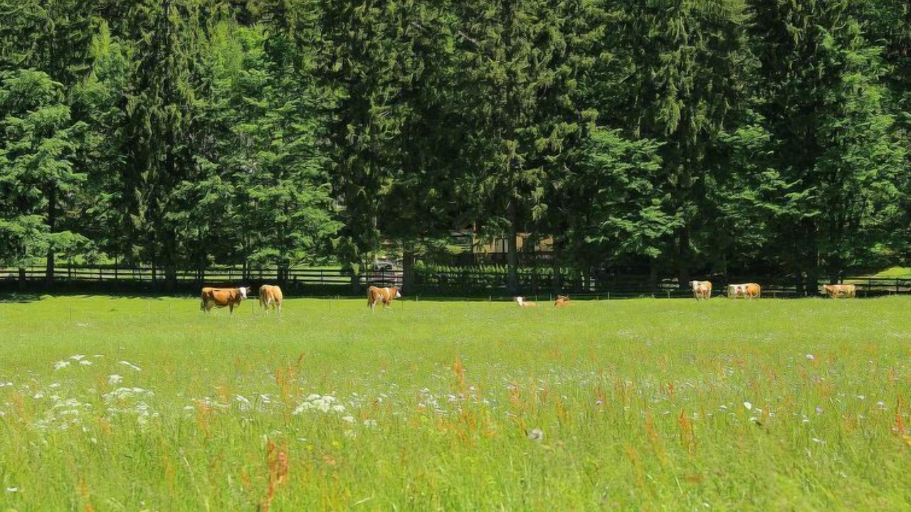 Photo of Outdoor in Gozd Martuljek