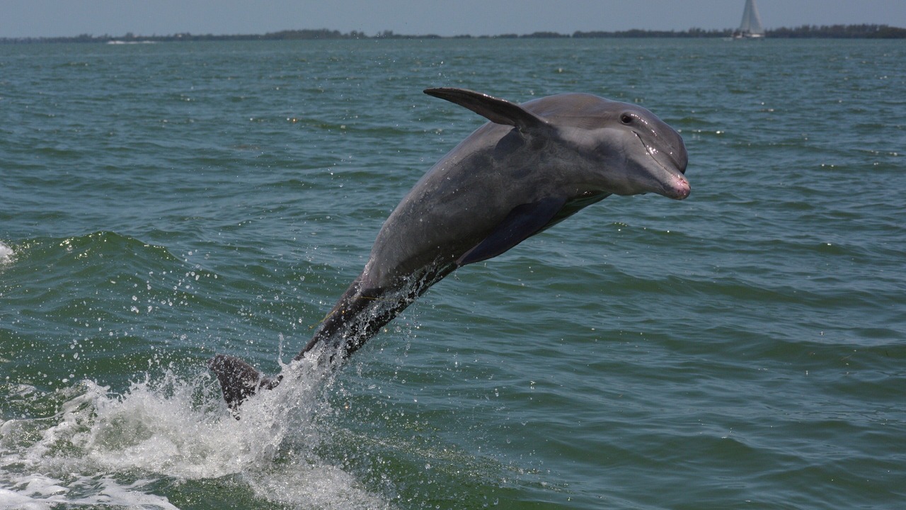 Photo of Others in North Captiva