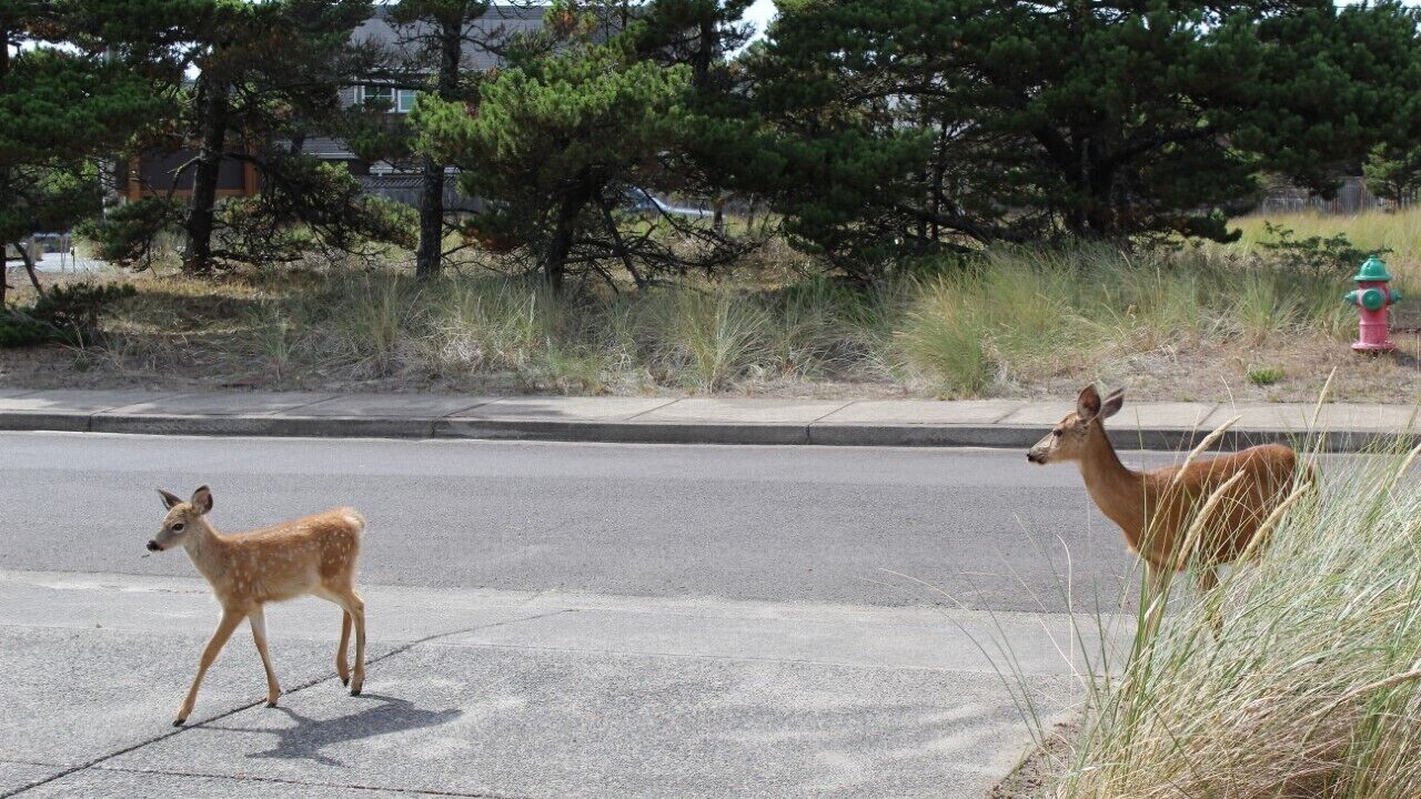 Photo of Others in Pacific City