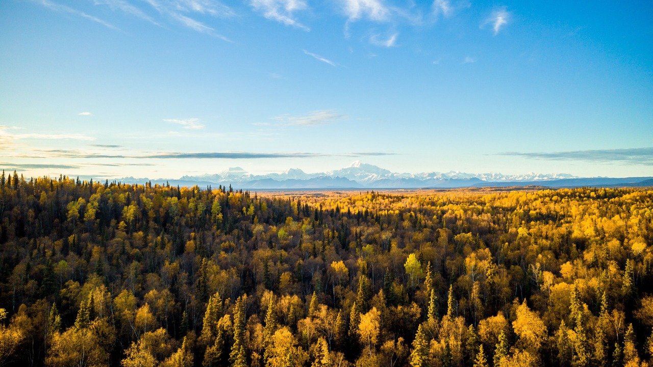 Photo of Others in Talkeetna