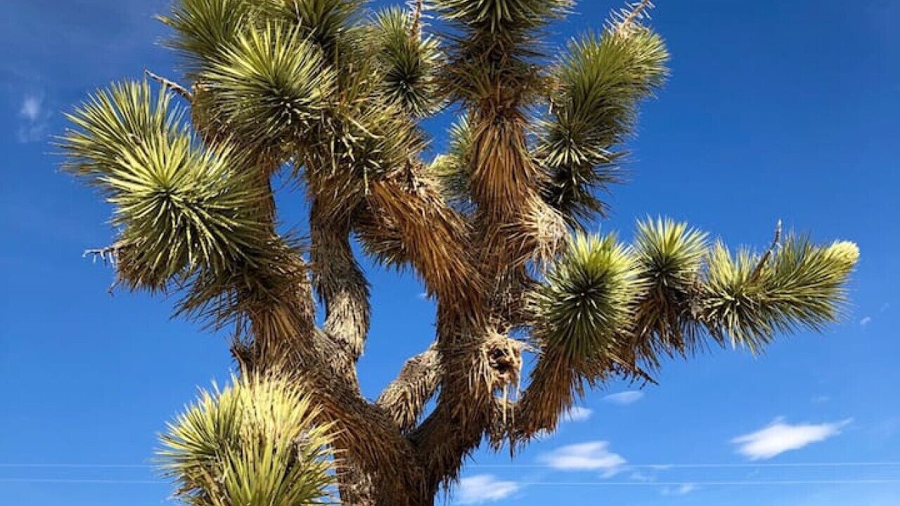 Photo of Outdoor in Joshua Tree
